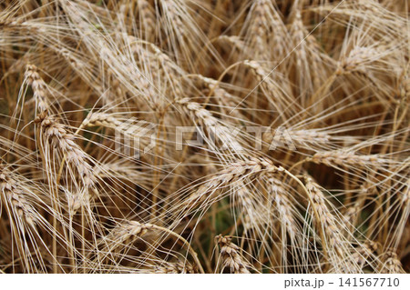 Dense Texture of Golden Wheat Ears Dense Texture of Golden Wheat Ears 141567710