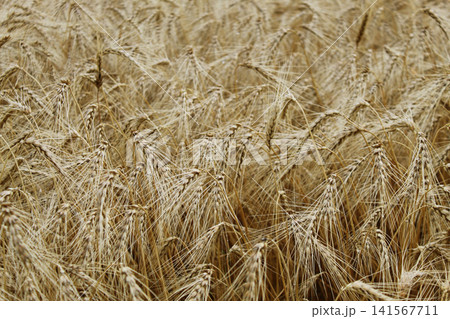 Golden Wheat Ears in Agricultural Field 141567711