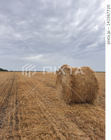 Large Round Haystack in Harvested Wheat Field Large Round Haystack in Harvested Wheat Field 141567720