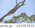 シロテナガザル 141567816