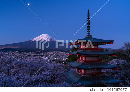 春の新倉山浅間公園からのぞむ富士山と満開の桜と五重の塔 春の新倉山浅間公園からのぞむ富士山と満開の桜と五重の塔 141567977