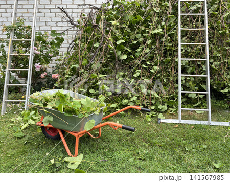 Wheelbarrow filled with cut vines and leaves standing on grass between ladders near overgrown wall in backyard garden, illustrating yard work, pruning, garden maintenance, seasonal outdoor cleanup. Wheelbarrow filled with cut vines and leaves standing on grass between ladders near overgrown wall in backyard garden, illustrating yard work, pruning, garden maintenance, seasonal outdoor cleanup. 141567985