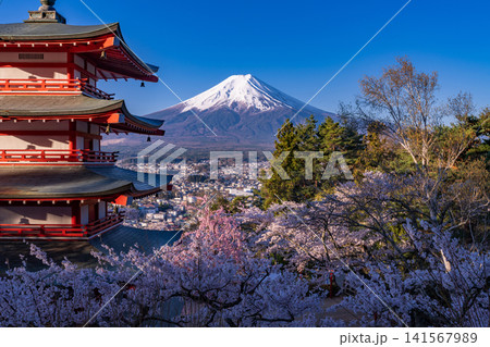 春の新倉山浅間公園からのぞむ富士山と満開の桜と五重の塔 141567989