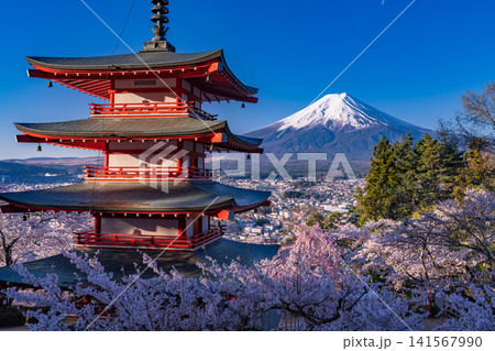 春の新倉山浅間公園からのぞむ富士山と満開の桜と五重の塔 春の新倉山浅間公園からのぞむ富士山と満開の桜と五重の塔 141567990