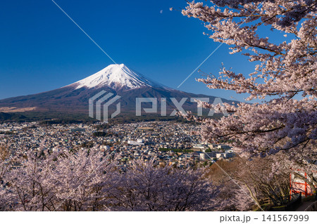 春の新倉山浅間公園からのぞむ富士山と満開の桜 春の新倉山浅間公園からのぞむ富士山と満開の桜 141567999