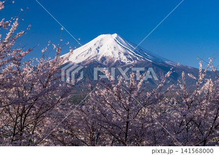 春の新倉山浅間公園からのぞむ富士山と満開の桜 141568000