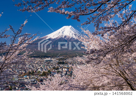 春の新倉山浅間公園からのぞむ富士山と満開の桜 141568002