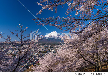 春の新倉山浅間公園からのぞむ富士山と満開の桜 春の新倉山浅間公園からのぞむ富士山と満開の桜 141568003