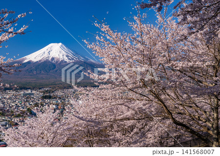 春の新倉山浅間公園からのぞむ富士山と満開の桜 春の新倉山浅間公園からのぞむ富士山と満開の桜 141568007