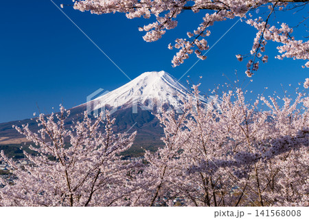 春の新倉山浅間公園からのぞむ富士山と満開の桜 春の新倉山浅間公園からのぞむ富士山と満開の桜 141568008