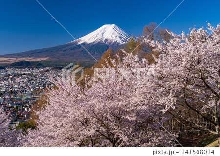 春の新倉山浅間公園からのぞむ富士山と満開の桜 春の新倉山浅間公園からのぞむ富士山と満開の桜 141568014