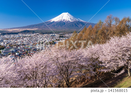 春の新倉山浅間公園からのぞむ富士山と満開の桜 春の新倉山浅間公園からのぞむ富士山と満開の桜 141568015
