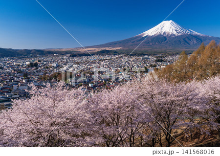 春の新倉山浅間公園からのぞむ富士山と満開の桜 春の新倉山浅間公園からのぞむ富士山と満開の桜 141568016