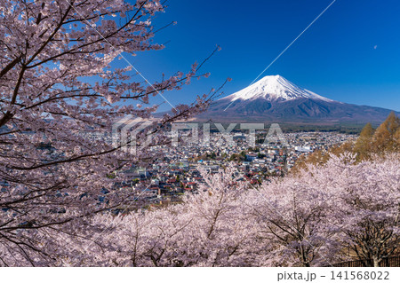 春の新倉山浅間公園からのぞむ富士山と満開の桜 141568022