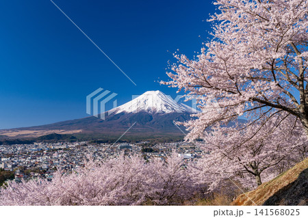 春の新倉山浅間公園からのぞむ富士山と満開の桜 141568025