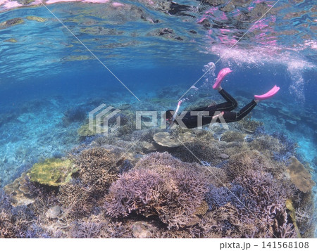 サンゴ礁の海で素潜りを楽しむ女性(石垣島) サンゴ礁の海で素潜りを楽しむ女性(石垣島) 141568108