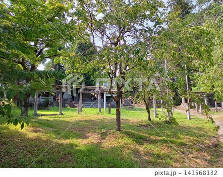 多数の鳥居と祠のある風景 141568132