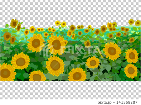 ひまわり畑。手描きのひまわりの咲く風景 ひまわり畑。手描きのひまわりの咲く風景 141568287