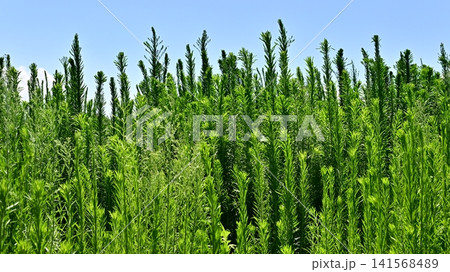 空き地 荒地 雑草 土地 vacant lot 空き地 荒地 雑草 土地 vacant lot 141568489