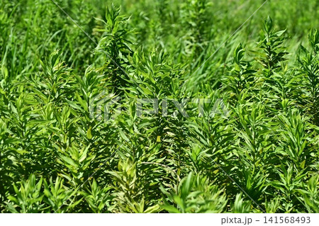 空き地 荒地 雑草 土地 vacant lot 空き地 荒地 雑草 土地 vacant lot 141568493