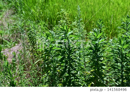 空き地 荒地 雑草 土地 vacant lot 空き地 荒地 雑草 土地 vacant lot 141568496