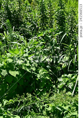 空き地 荒地 雑草 土地 vacant lot 空き地 荒地 雑草 土地 vacant lot 141568513