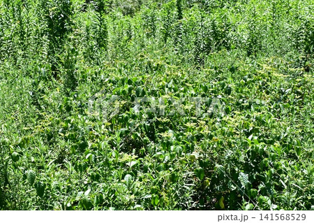 空き地 荒地 雑草 土地 vacant lot 空き地 荒地 雑草 土地 vacant lot 141568529