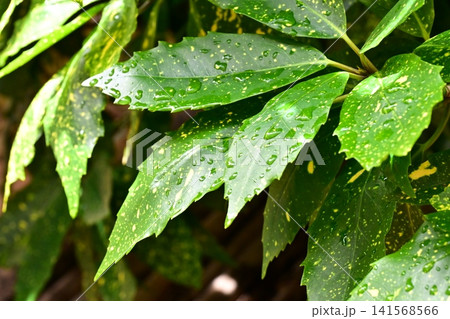 アオキ(フイリアオキ:Aucuba japonica)雨の日 アオキ(フイリアオキ:Aucuba japonica)雨の日 141568566