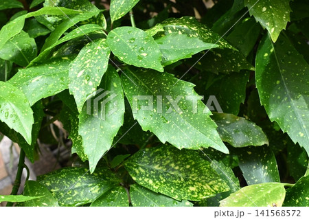 アオキ(フイリアオキ:Aucuba japonica)雨の日 アオキ(フイリアオキ:Aucuba japonica)雨の日 141568572