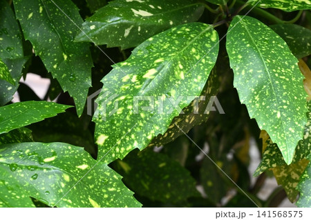 アオキ（フイリアオキ：Aucuba japonica）雨の日 141568575