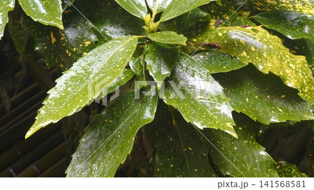 アオキ(フイリアオキ:Aucuba japonica)雨の日 アオキ(フイリアオキ:Aucuba japonica)雨の日 141568581