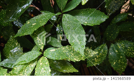 アオキ(フイリアオキ:Aucuba japonica)雨の日 アオキ(フイリアオキ:Aucuba japonica)雨の日 141568589