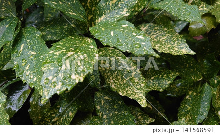 アオキ(フイリアオキ:Aucuba japonica)雨の日 アオキ(フイリアオキ:Aucuba japonica)雨の日 141568591