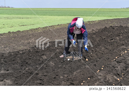 Manual potato planting occupies young woman on farm. Manual potato planting occupies young woman on farm. 141568622