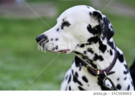 Dalmatian showing elegant profile with distinctive black spots and attentive expression. Dalmatian showing elegant profile with distinctive black spots and attentive expression. 141568663