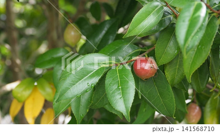 椿の実(椿油の原料 カメリア油 camellia oil) 椿の実(椿油の原料 カメリア油 camellia oil) 141568710