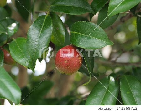 椿の実(椿油の原料 カメリア油 camellia oil) 椿の実(椿油の原料 カメリア油 camellia oil) 141568712