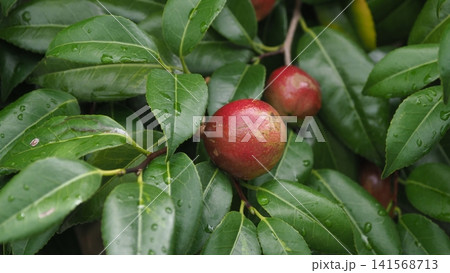 椿の実(椿油の原料 カメリア油 camellia oil) 椿の実(椿油の原料 カメリア油 camellia oil) 141568713