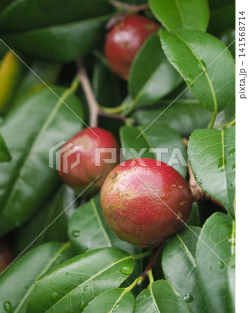 椿の実（椿油の原料 カメリア油 camellia oil） 141568714