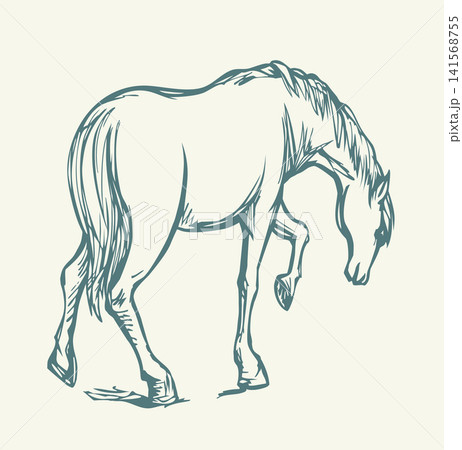 Vector drawing. The horse is walking on the lawn 141568755