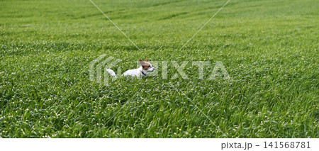 Jack Russell rests in vast green grass field outdoors. 141568781