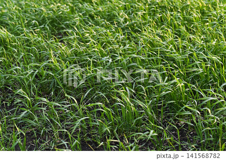 Vibrant green grass covers agricultural field in countryside outdoors. Vibrant green grass covers agricultural field in countryside outdoors. 141568782