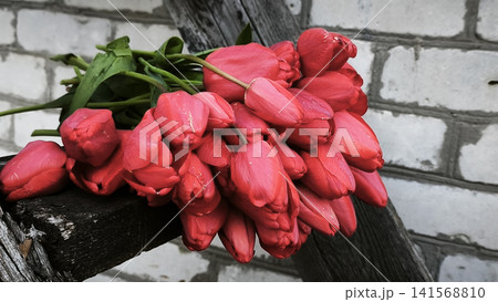 Fresh red tulip bouquet lies on rustic wooden ladder near brick wall. Fresh red tulip bouquet lies on rustic wooden ladder near brick wall. 141568810