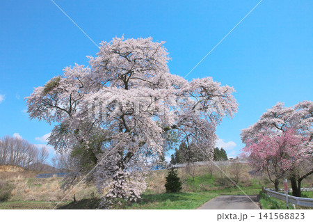 青空に映える福島県の桜 自然風景 青空に映える福島県の桜 自然風景 141568823