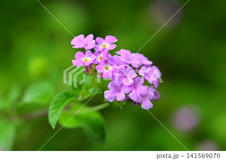 ランタナ（コバノランタナ：Trailing lantana） 141569070