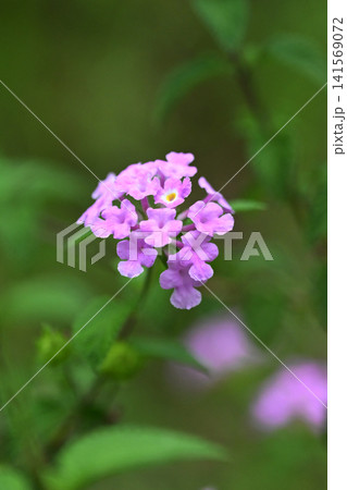 ランタナ(コバノランタナ:Trailing lantana) ランタナ(コバノランタナ:Trailing lantana) 141569072