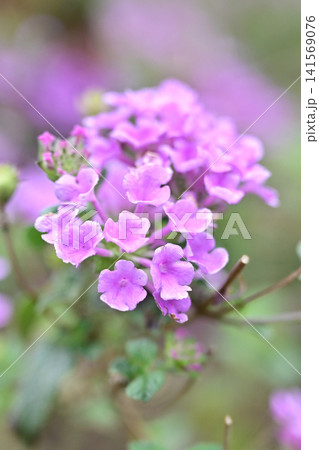 ランタナ(コバノランタナ:Trailing lantana) ランタナ(コバノランタナ:Trailing lantana) 141569076