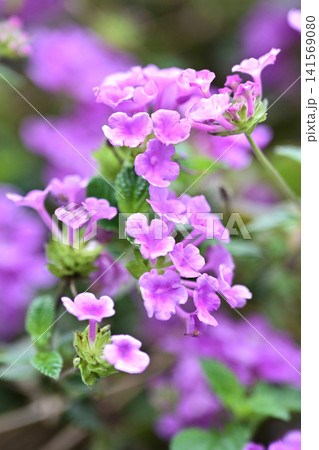 ランタナ(コバノランタナ:Trailing lantana) ランタナ(コバノランタナ:Trailing lantana) 141569080