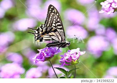 アゲハチョ(ナミアゲハ:Swallowtail butterfly) アゲハチョ(ナミアゲハ:Swallowtail butterfly) 141569222