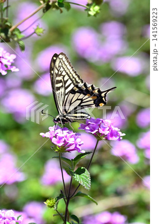 アゲハチョ(ナミアゲハ:Swallowtail butterfly) アゲハチョ(ナミアゲハ:Swallowtail butterfly) 141569223
